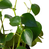 Peperomia 'Raindrop' indoor houseplant