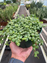 Peperomia Prostrata 'String of Turtles' indoor houseplant