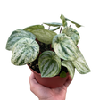 Peperomia 'Watermelon Variegated' indoor houseplant