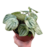 Peperomia 'Watermelon Variegated' indoor houseplant