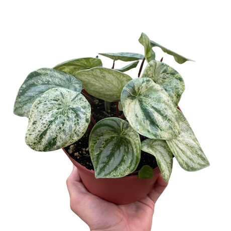 Peperomia 'Watermelon Variegated' indoor houseplant