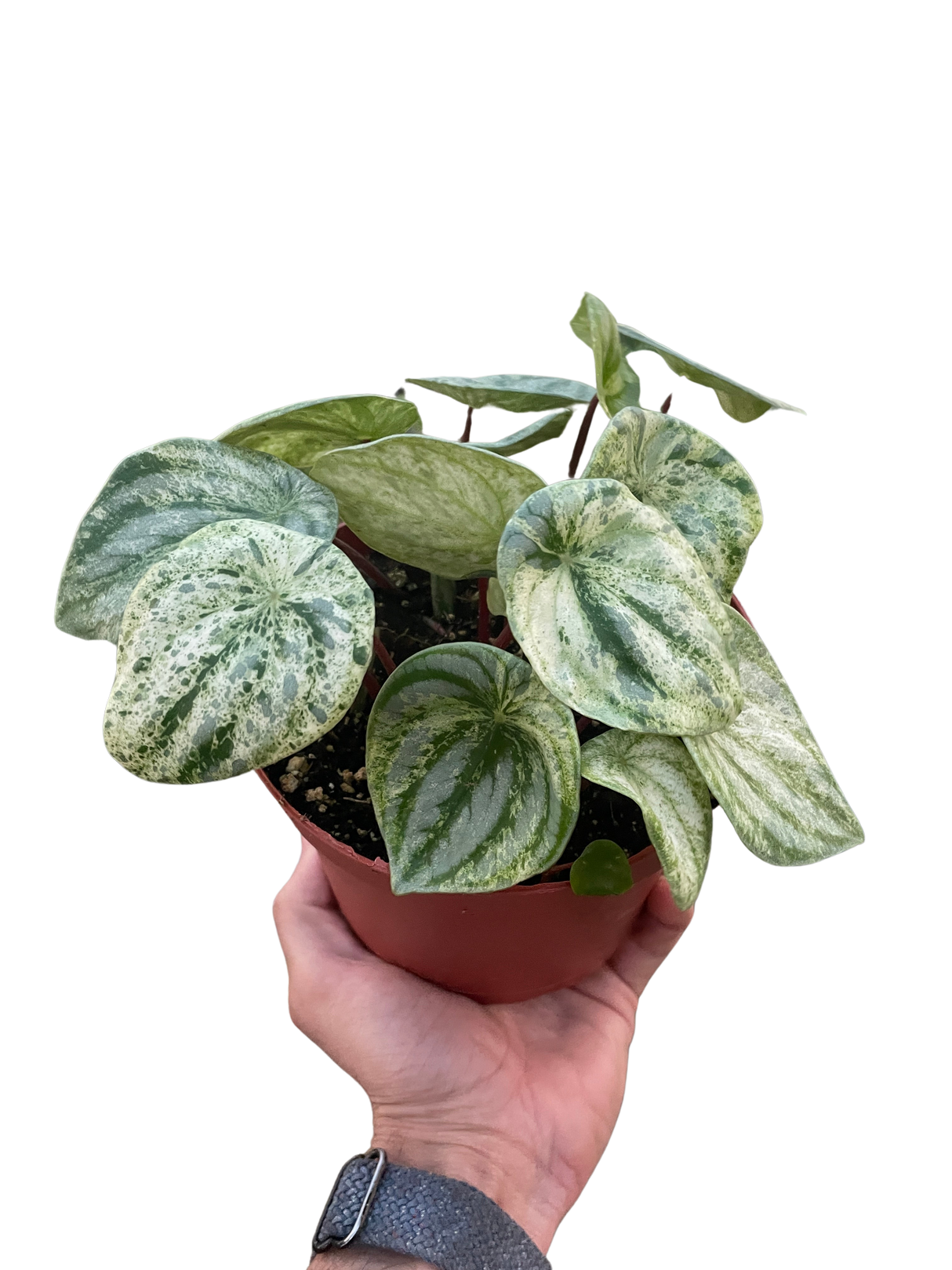 Peperomia 'Watermelon Variegated' indoor houseplant