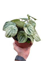 Peperomia 'Watermelon Variegated' indoor houseplant