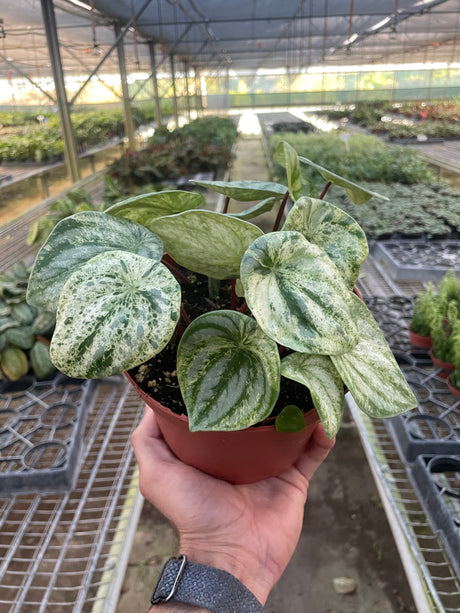 Peperomia 'Watermelon Variegated' indoor houseplant