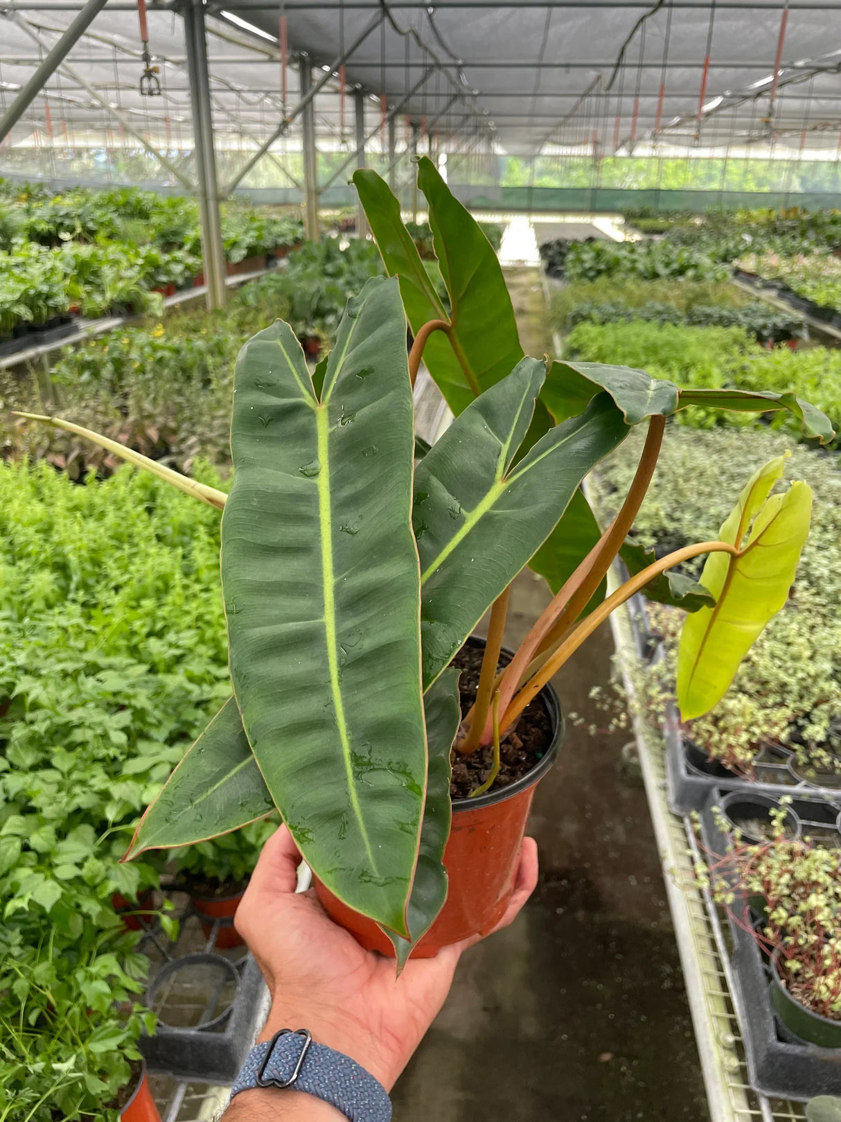 Philodendron 'Billietiae' indoor houseplant