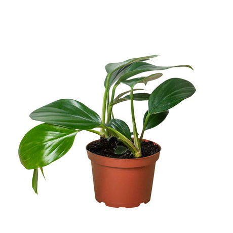 Philodendron 'Dragon Tail' indoor houseplant