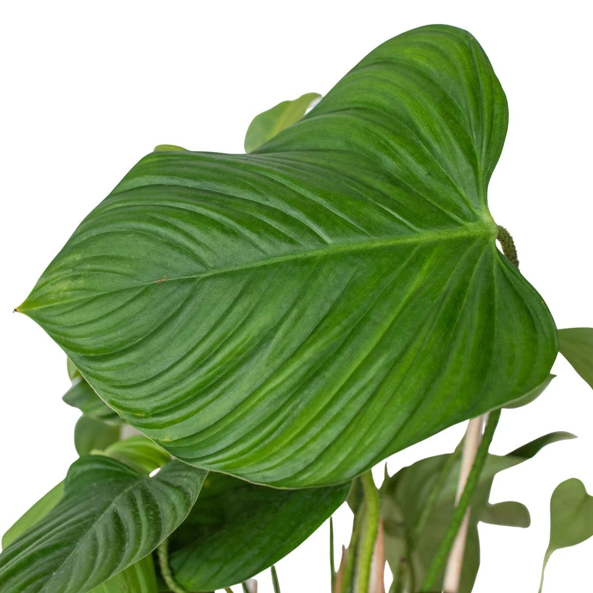 Philodendron 'Fuzzy Petiole' indoor houseplant