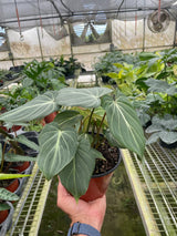 Philodendron Gloriosum 'Zebra' indoor houseplant