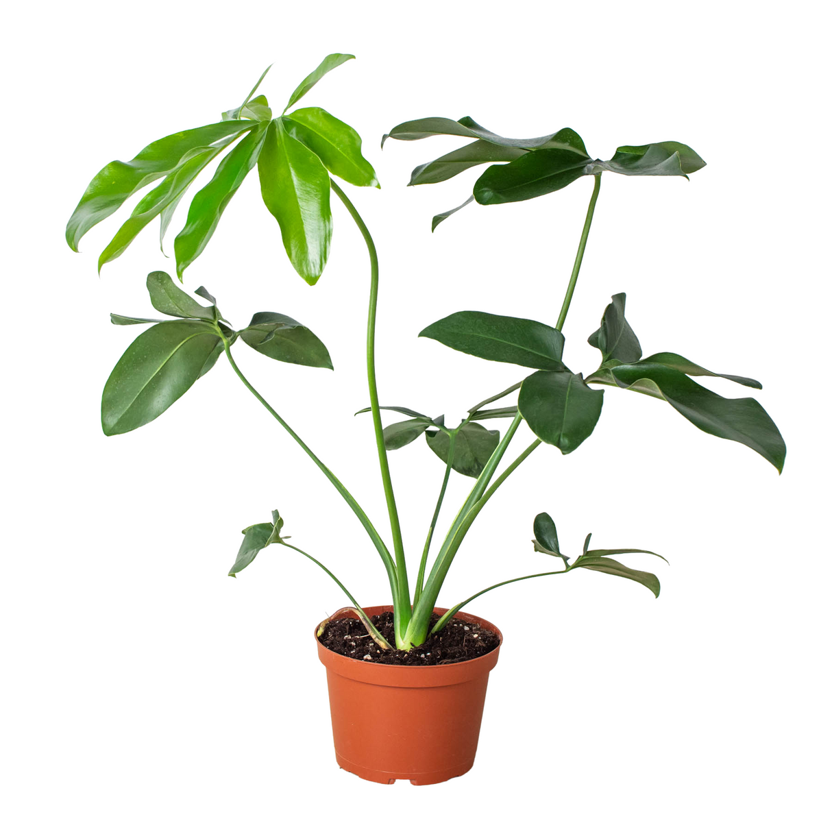 Philodendron 'Goeldii' indoor houseplant