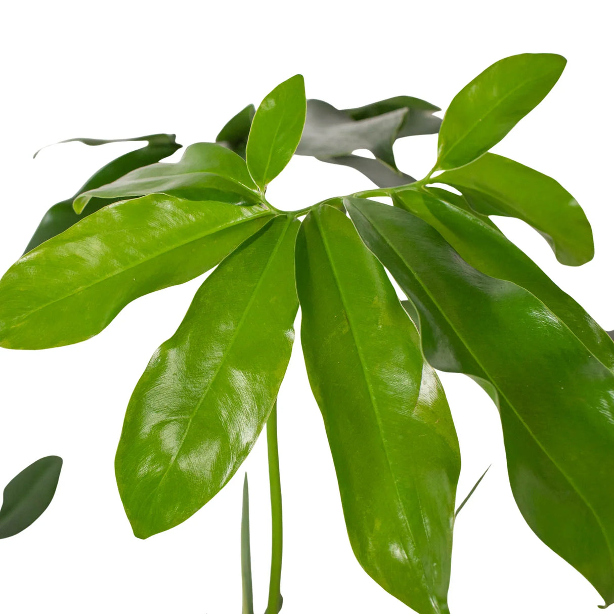 Philodendron 'Goeldii' indoor houseplant