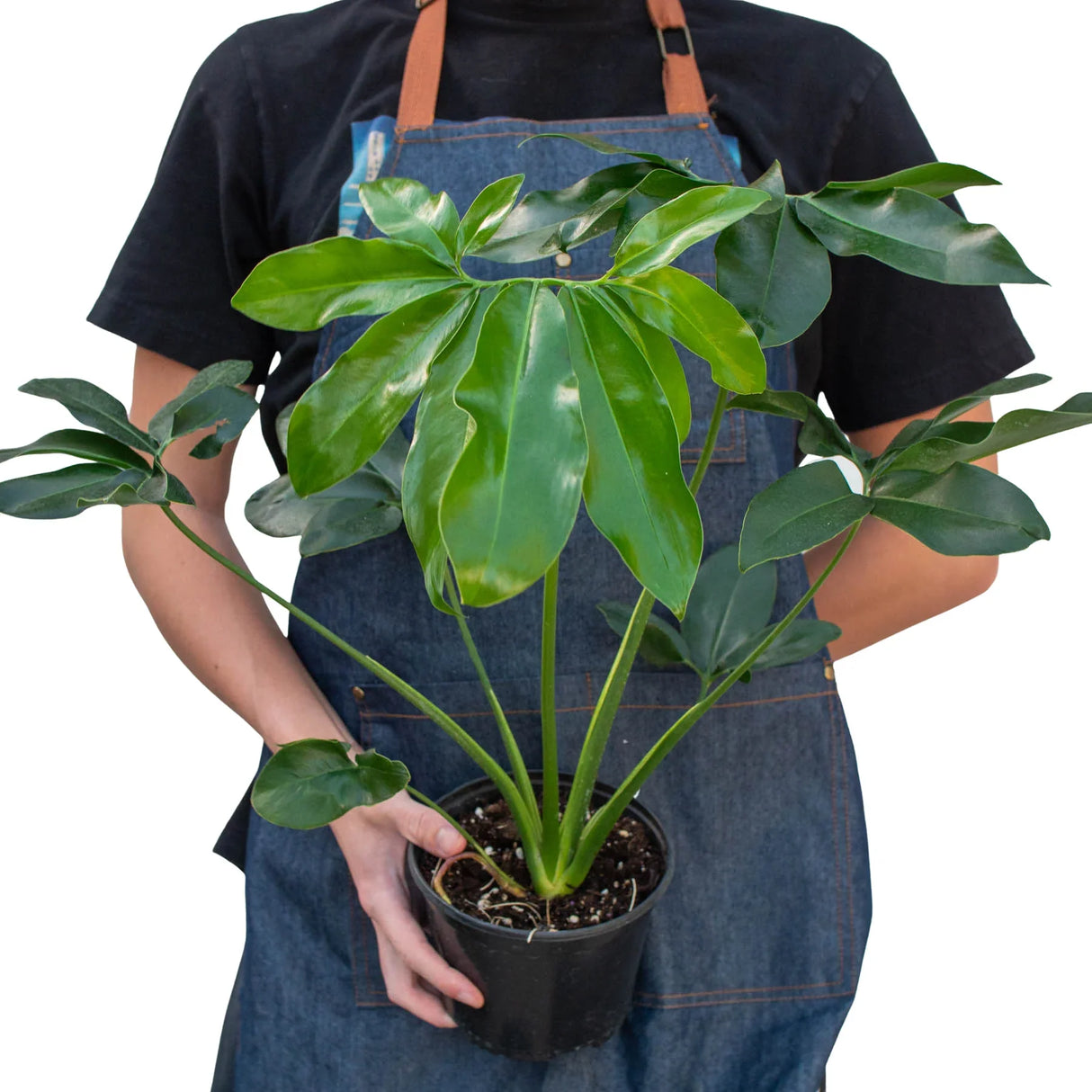 Philodendron 'Goeldii' indoor houseplant