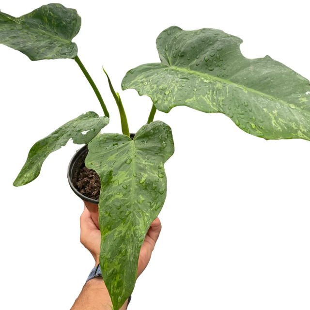 Philodendron 'Golden Dragon' indoor houseplant