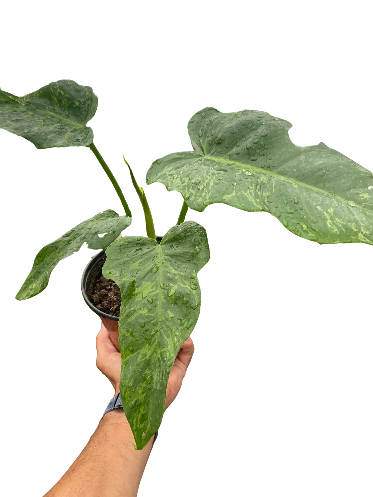 Philodendron 'Golden Dragon' indoor houseplant