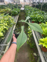 Philodendron 'Joepii' indoor houseplant