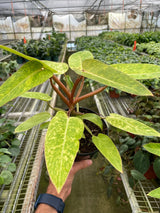 Philodendron 'Painted Lady' indoor houseplant