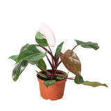 Philodendron 'Pink Princess' indoor hosueplant