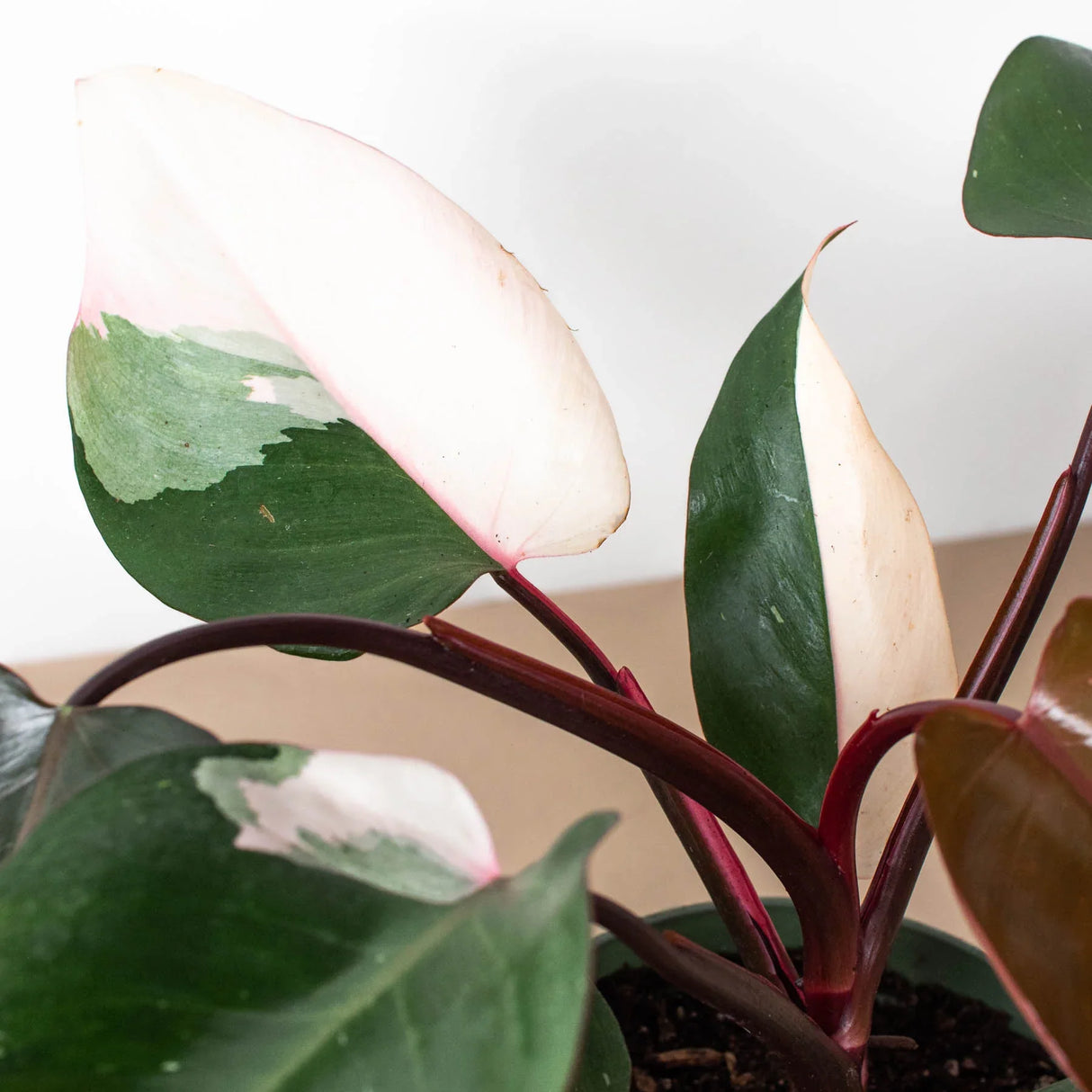 Philodendron 'Pink Princess' indoor hosueplant