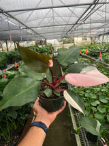 Philodendron 'Pink Princess' indoor hosueplant