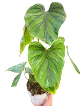 Philodendron PlowManii indoor houseplant