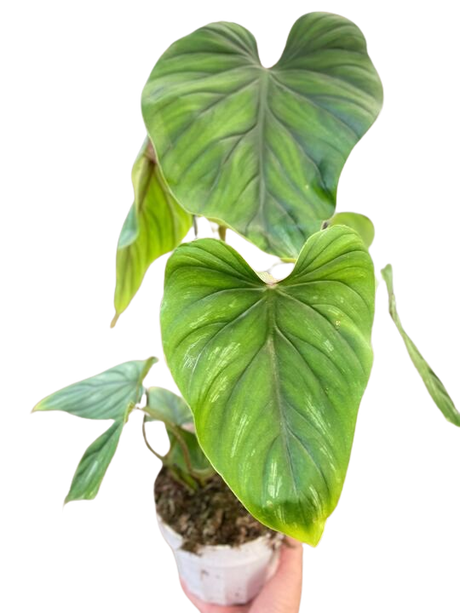 Philodendron PlowManii indoor houseplant