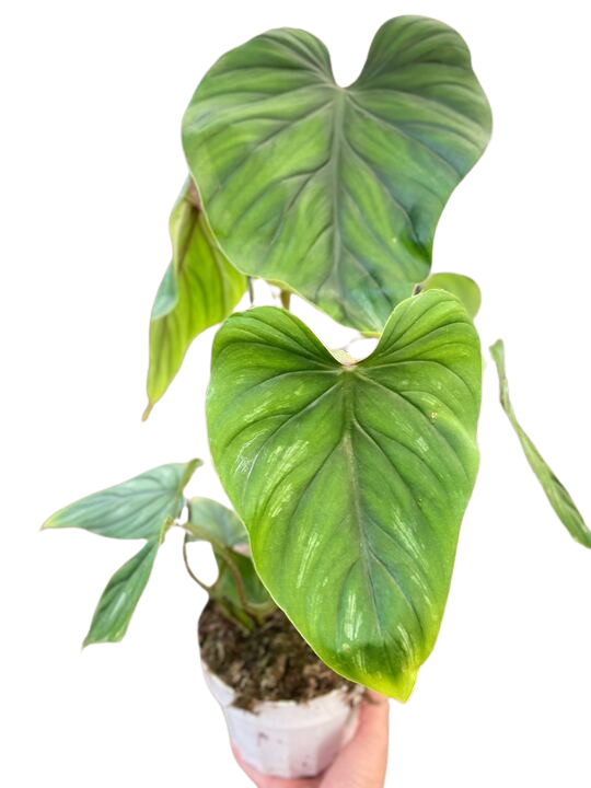 Philodendron PlowManii indoor houseplant