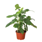 Philodendron 'Silver Sword' indoor houseplant