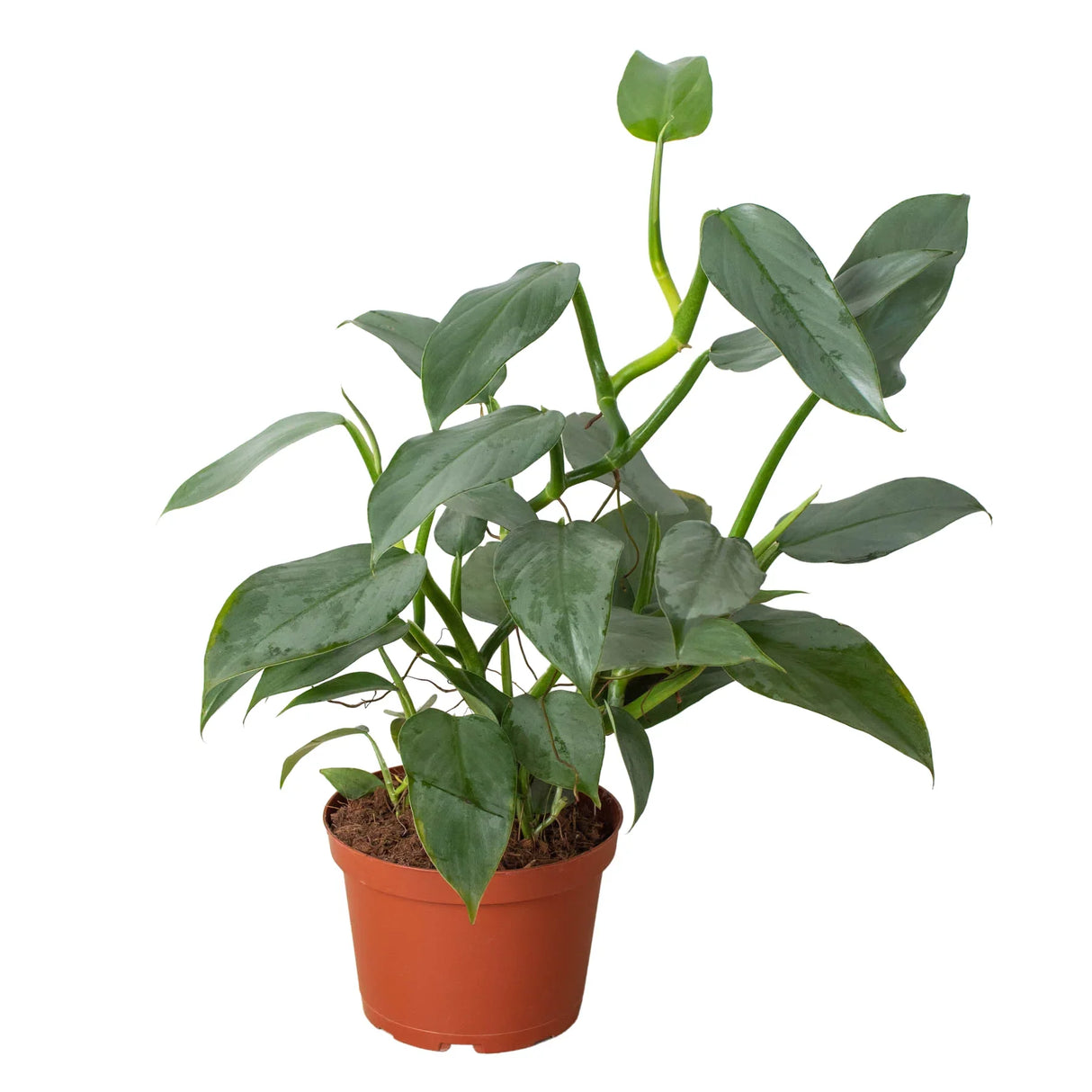 Philodendron 'Silver Sword' indoor houseplant