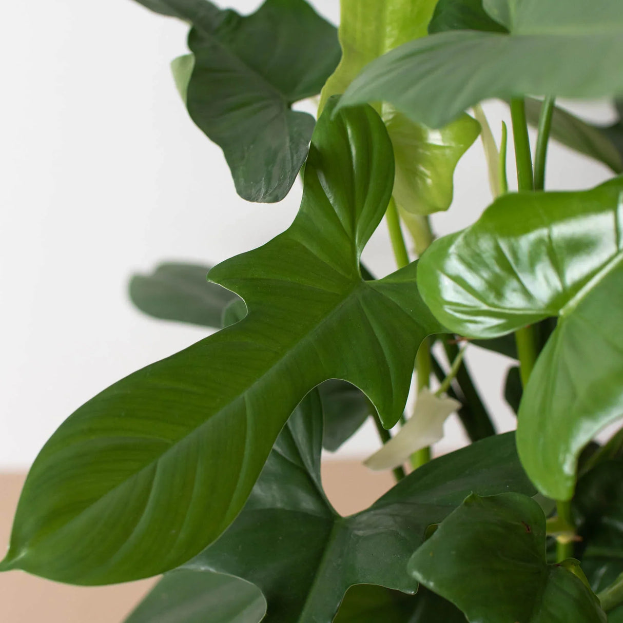 Philodendron 'Silver Sword' indoor houseplant