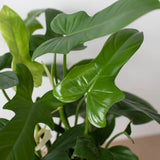 Philodendron 'Silver Sword' indoor houseplant