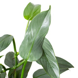 Philodendron 'Silver Sword' indoor houseplant