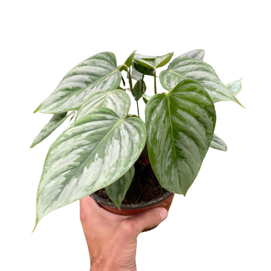 Philodendron 'Sodiroi' indoor houseplant