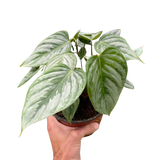 Philodendron 'Sodiroi' indoor houseplant