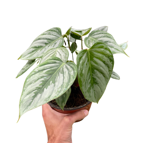 Philodendron 'Sodiroi' indoor houseplant