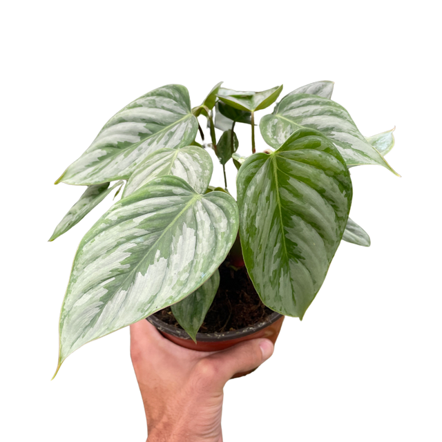 Philodendron 'Sodiroi' indoor houseplant