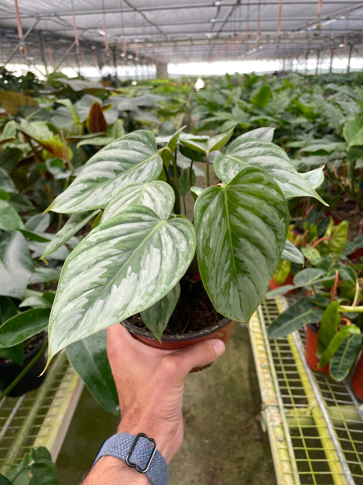 Philodendron 'Sodiroi' indoor houseplant