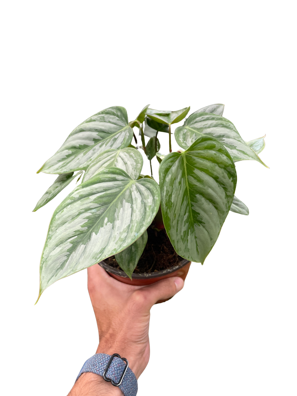 Philodendron 'Sodiroi' indoor houseplant