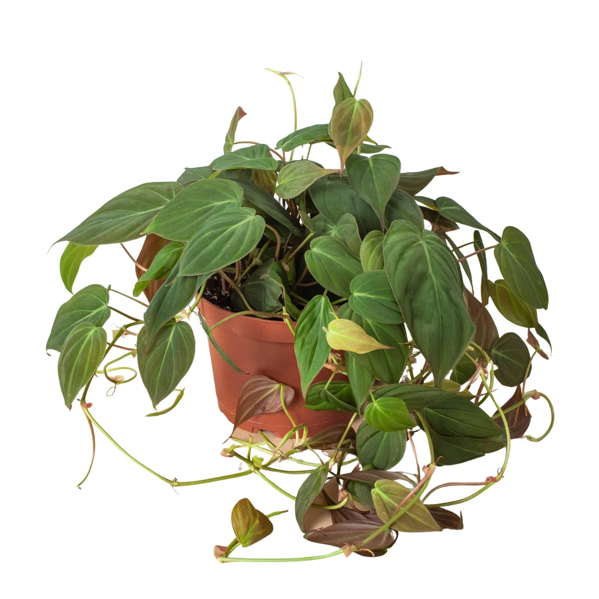 Philodendron 'Velvet' indoor houseplant