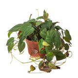 Philodendron 'Velvet' indoor houseplant