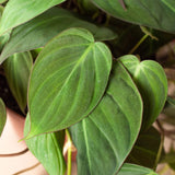 Philodendron 'Velvet' indoor houseplant