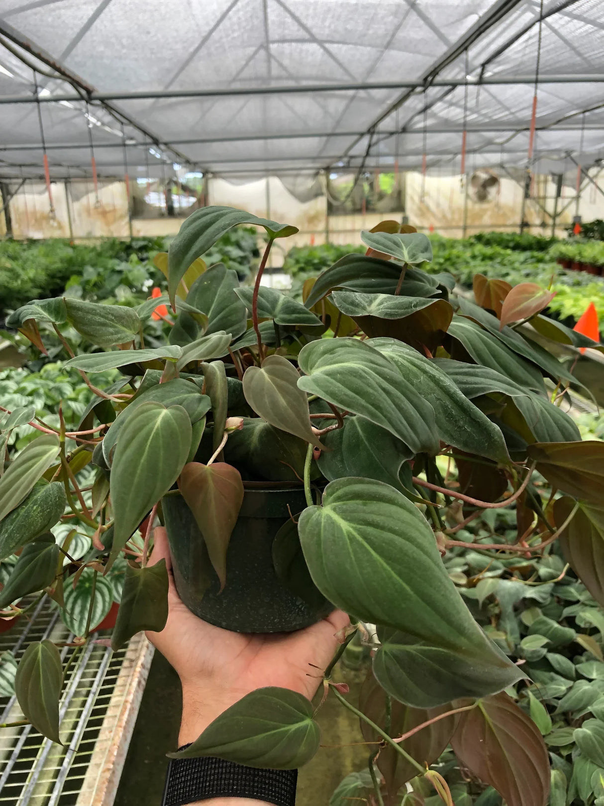 Philodendron 'Velvet' indoor houseplant