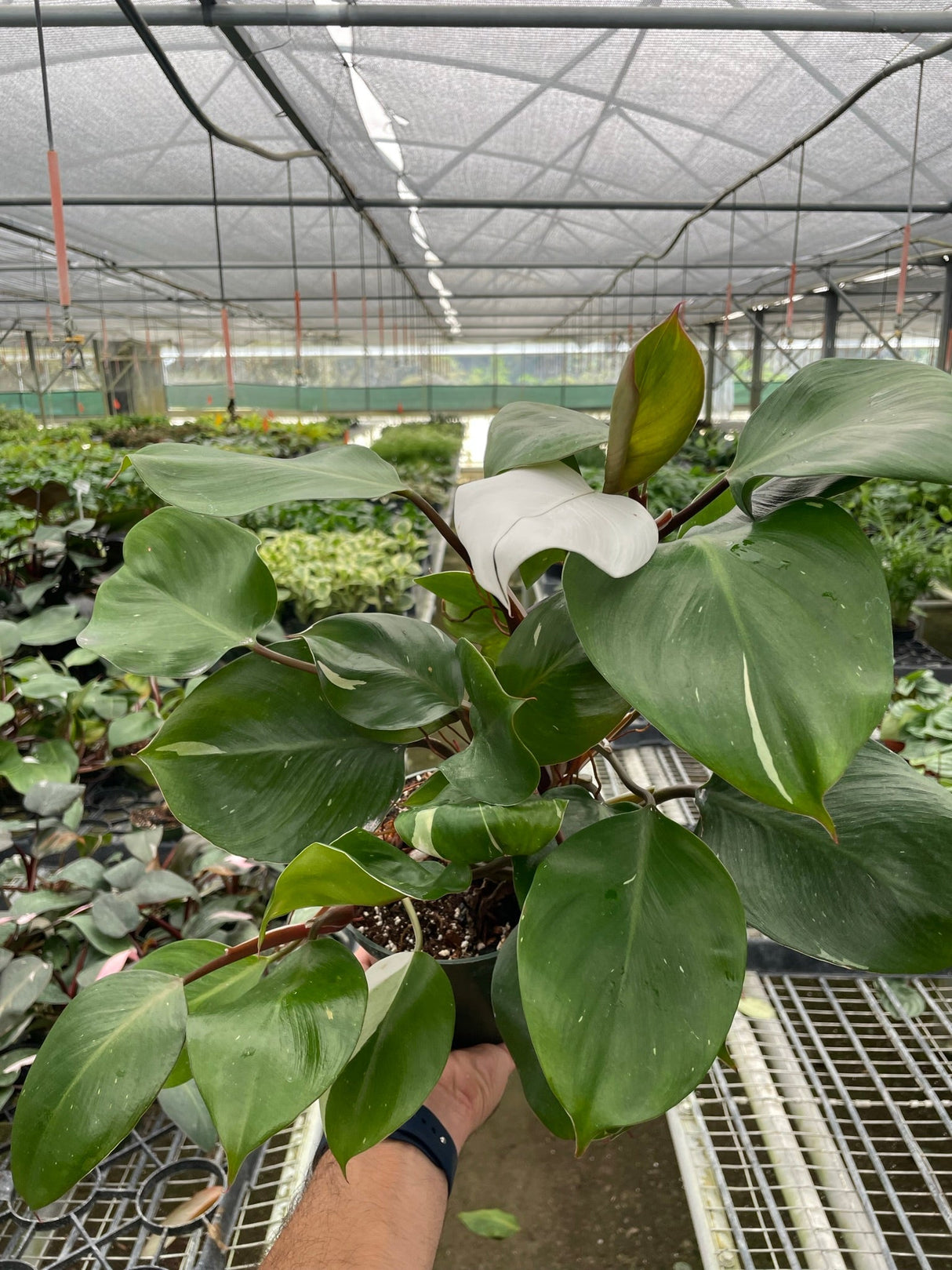 Philodendron 'White Knight' indoor houseplant