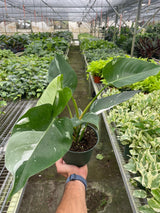 Philodendron 'White Princess' indoor houseplant