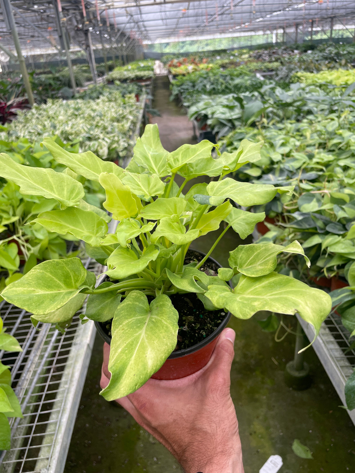 Philodendron 'Xanadu' Variegated indoor houseplant