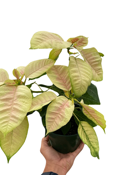 Poinsettia 'Marble' indoor houseplant