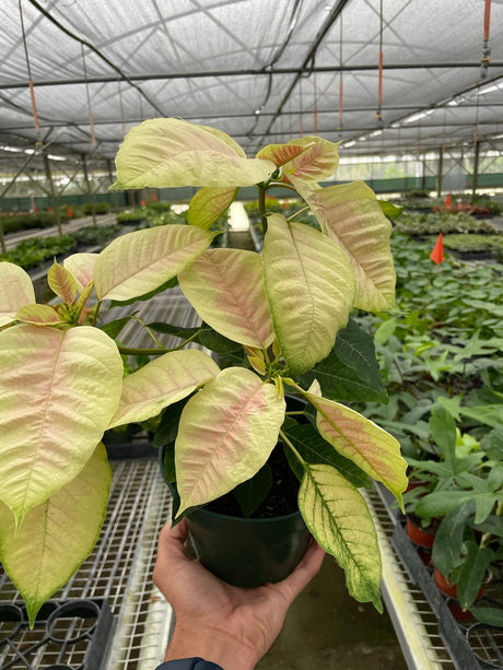 Poinsettia 'Marble' indoor houseplant