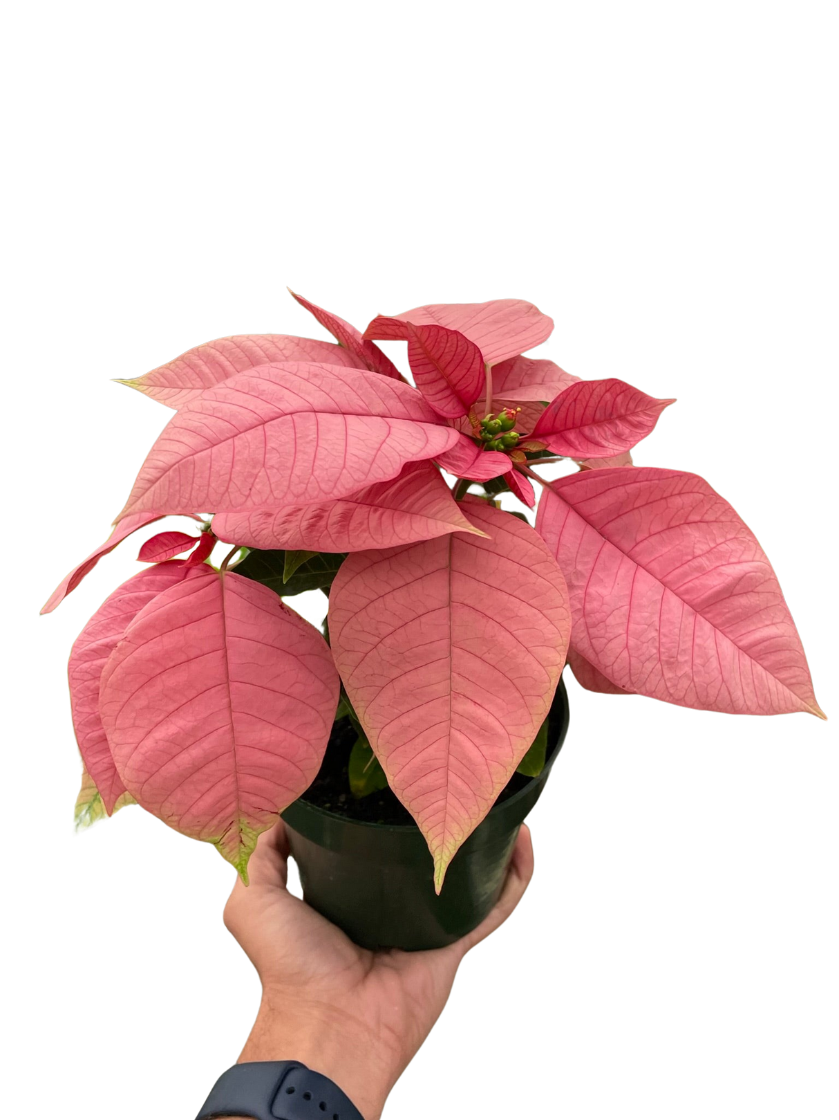 Poinsettia 'Pink' indoor houseplant