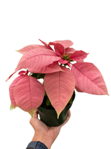 Poinsettia 'Pink' indoor houseplant