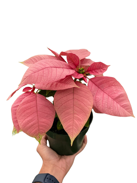 Poinsettia 'Pink' indoor houseplant