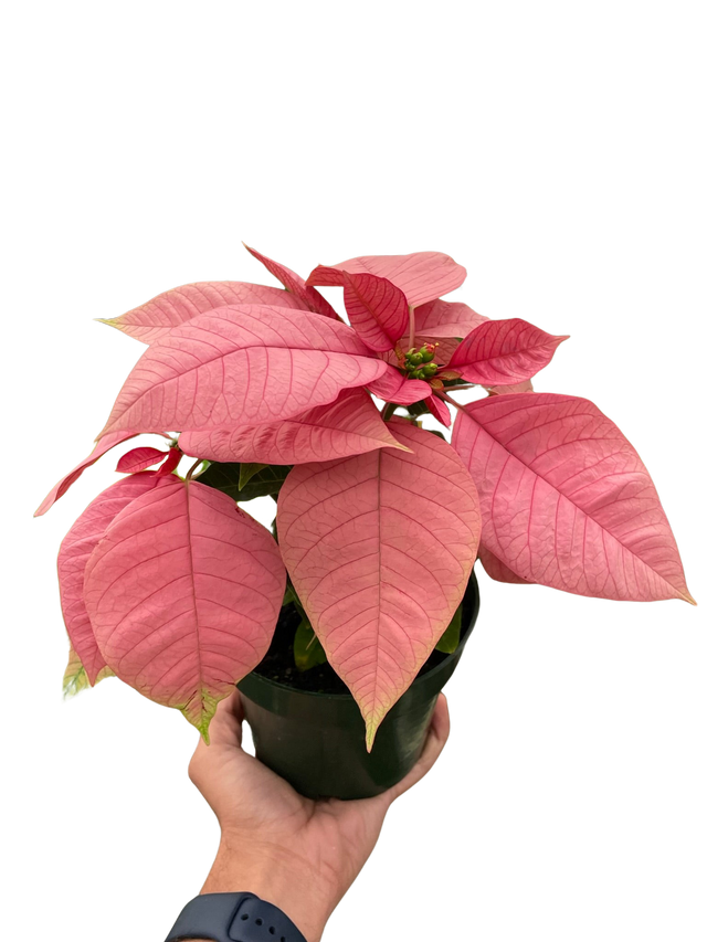 Poinsettia 'Pink' indoor houseplant