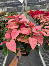 Poinsettia 'Pink' indoor houseplant